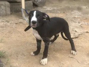 1-3 months Male Purebred American Pit Bull Terrier