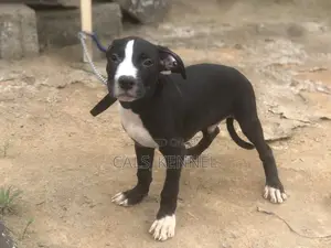 1-3 months Male Purebred American Pit Bull Terrier