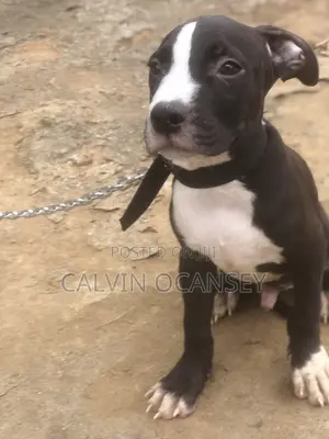1-3 months Male Purebred American Pit Bull Terrier