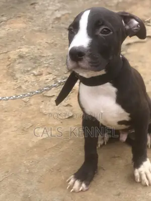 1-3 months Male Purebred American Pit Bull Terrier