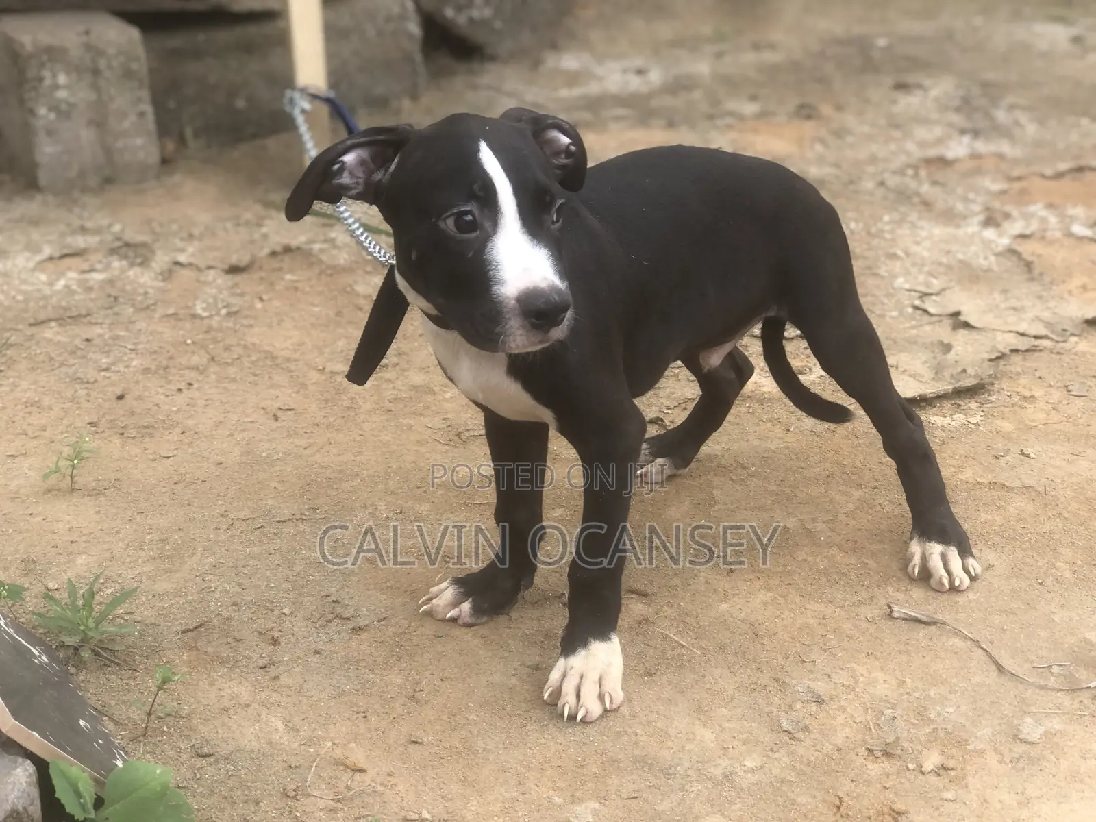 1-3 months Male Purebred American Pit Bull Terrier