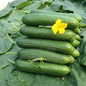 Vegetable Seeds for Planting
