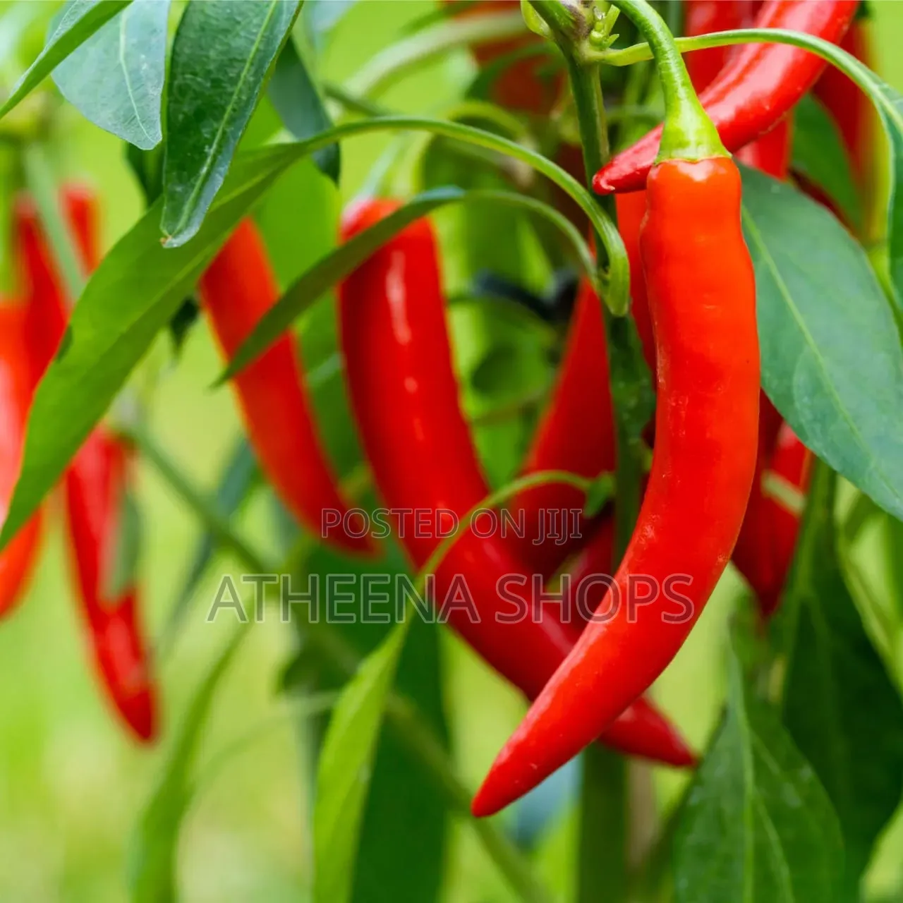 Vegetable Seeds for Planting