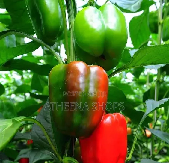 Vegetable Seeds for Planting