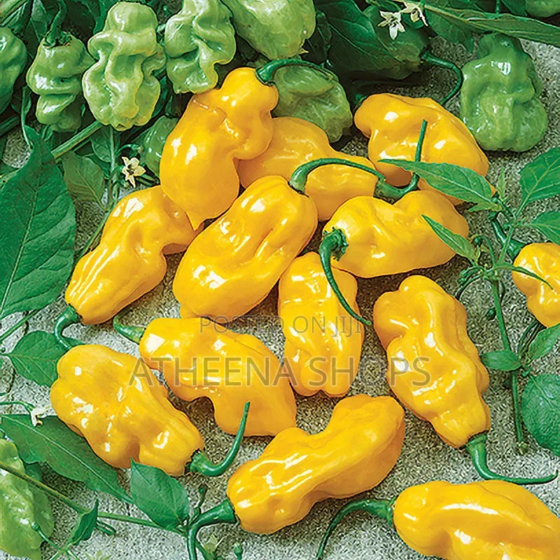 Vegetable Seeds for Planting