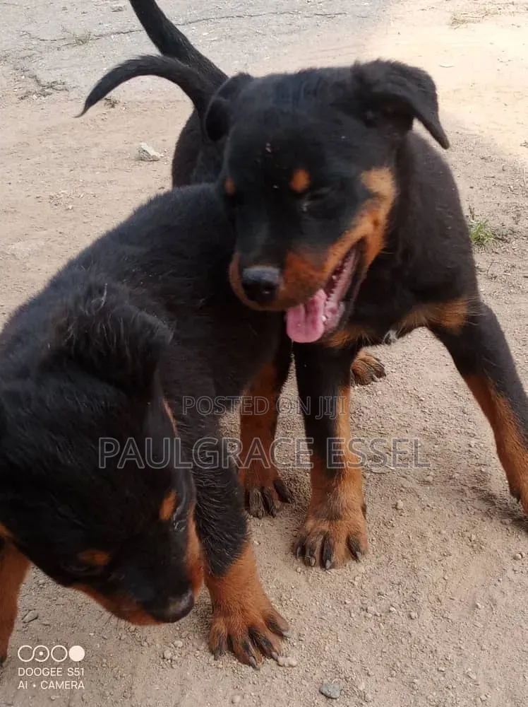 1-3 months Male Purebred Rottweiler