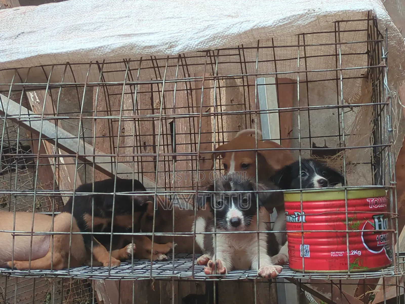 3-6 months Male Purebred Dog