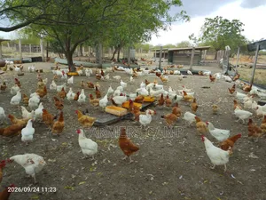 Farm Workers Needed