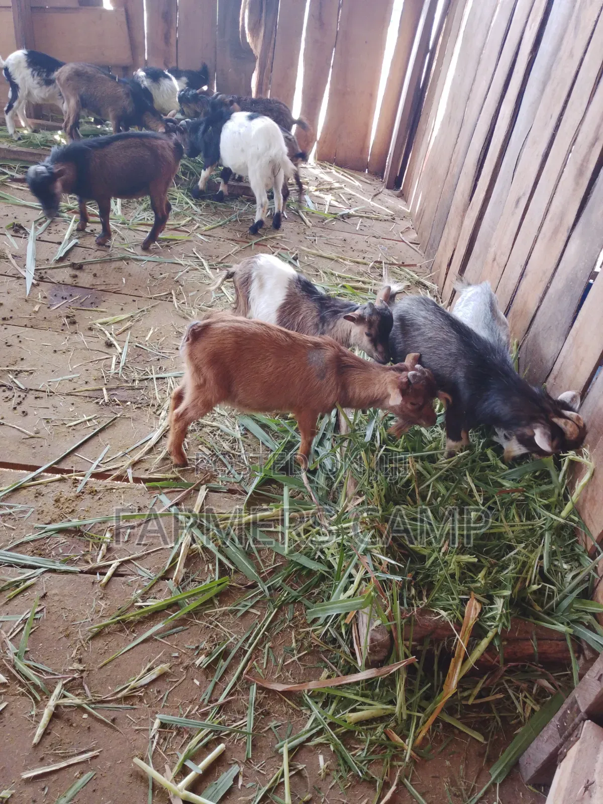 Farm Workers Needed