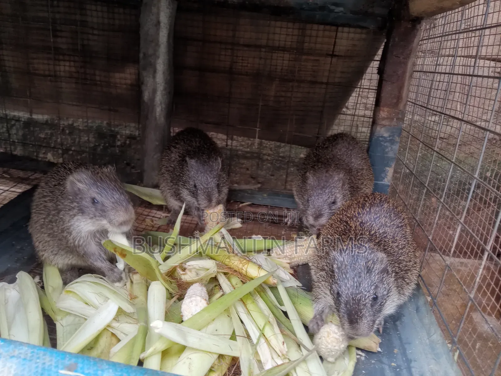 Breeding Stocks Available