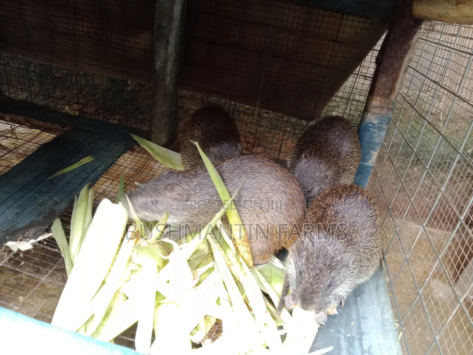 Breeding Stocks Available