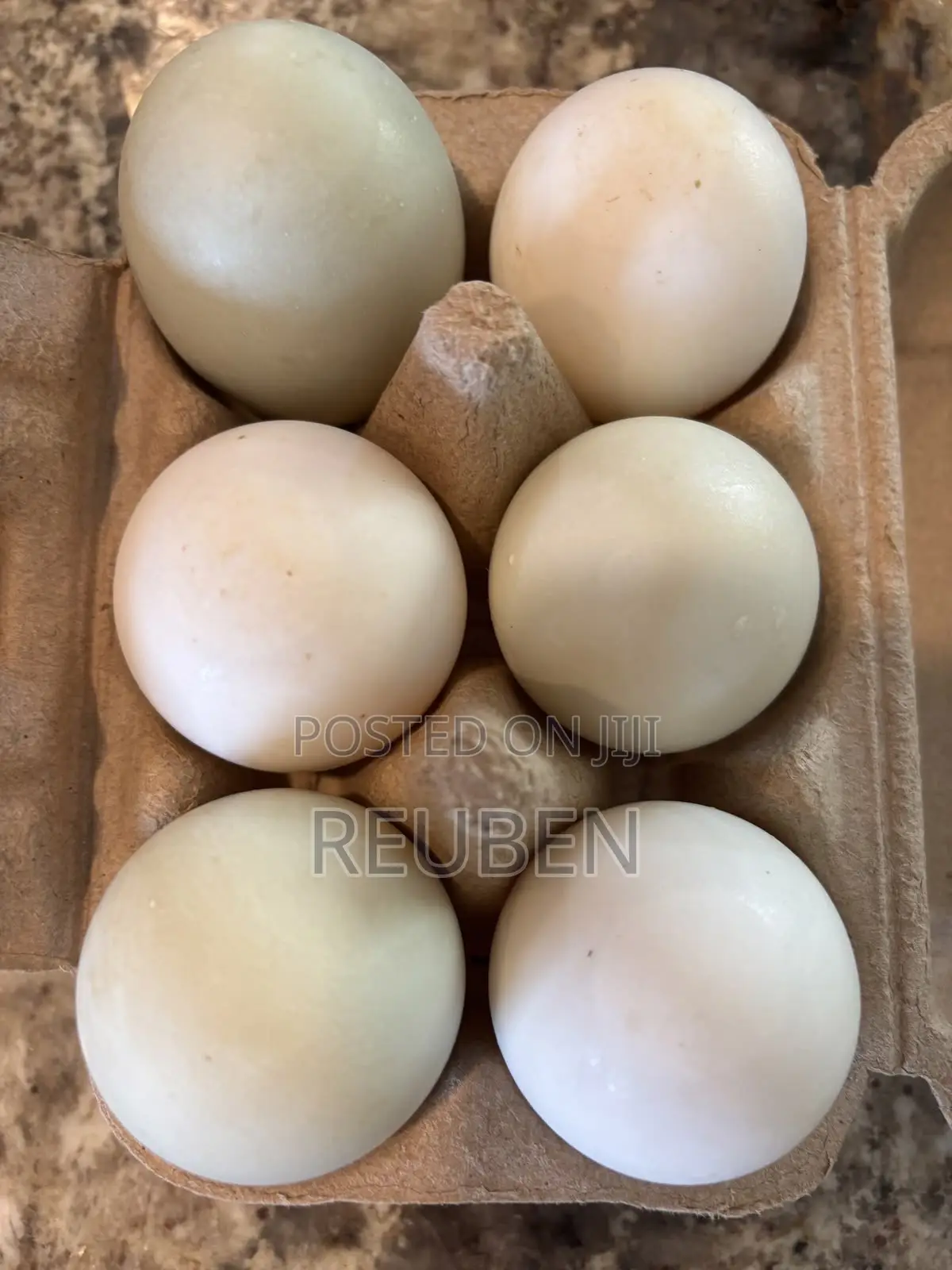 Fertilized Duck Eggs for Sale