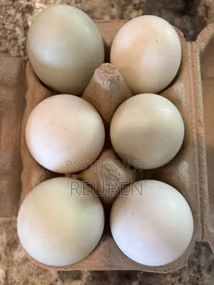 Fertilized Duck Eggs for Sale