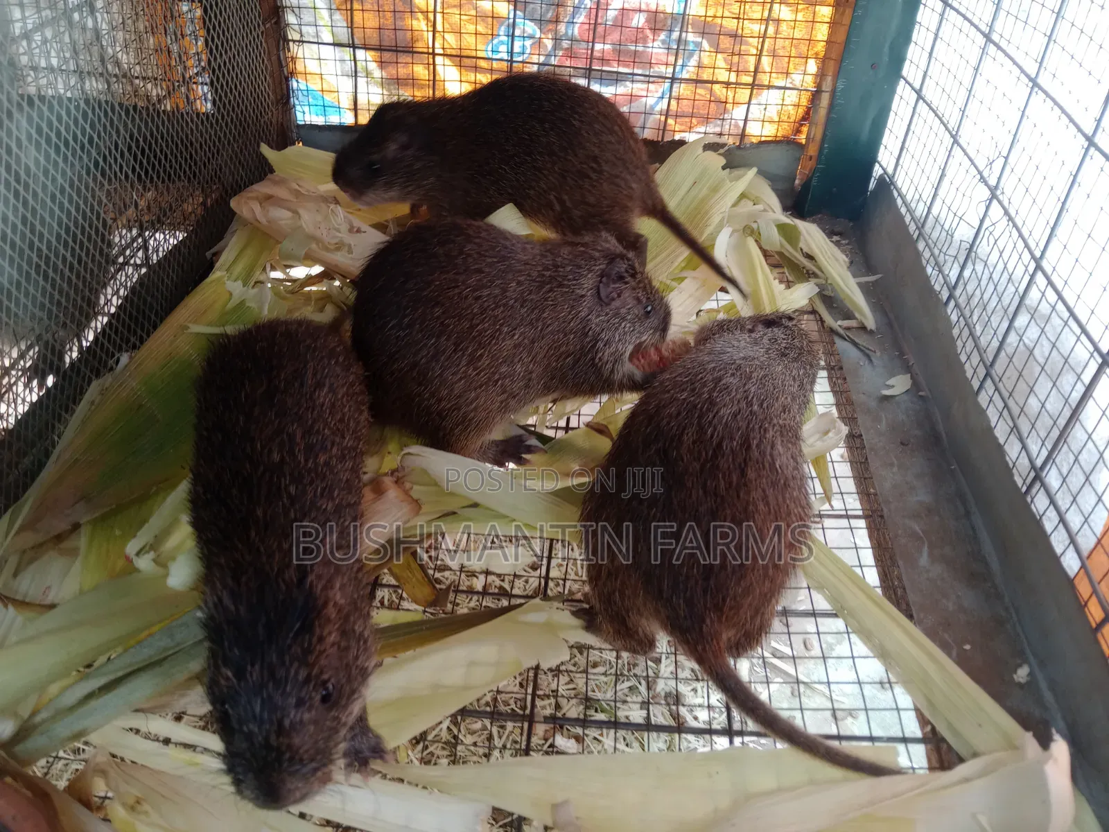 Breeding Stocks Available