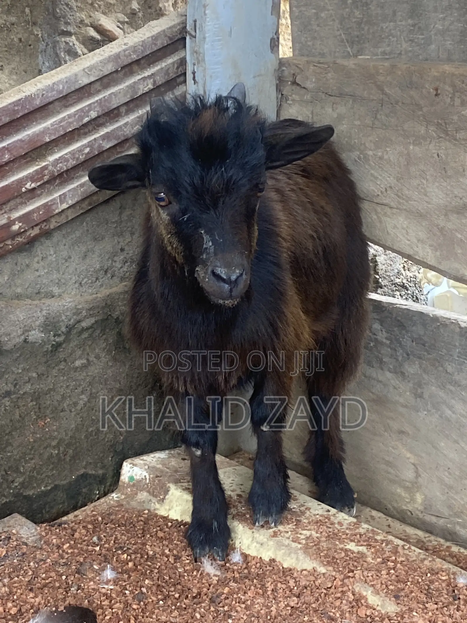 Dark-Brown Male Goat