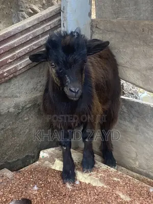 Dark-Brown Male Goat