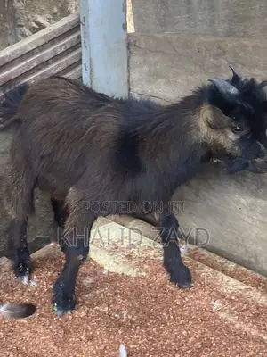 Dark-Brown Male Goat