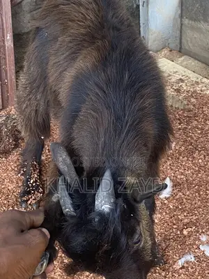 Dark-Brown Male Goat
