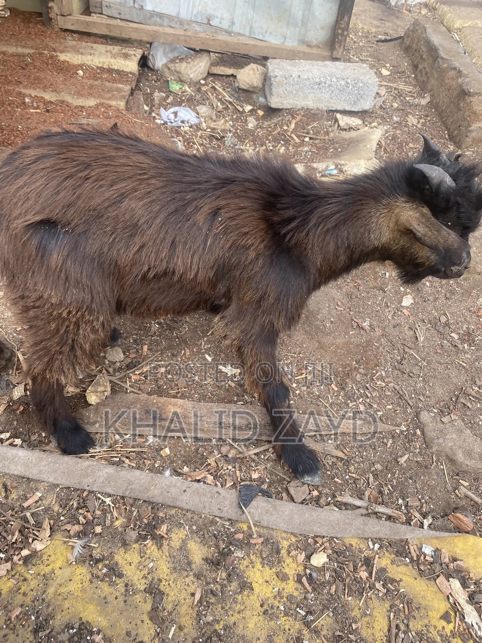 Dark-Brown Male Goat