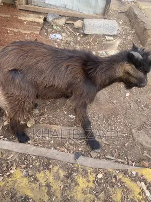 Dark-Brown Male Goat