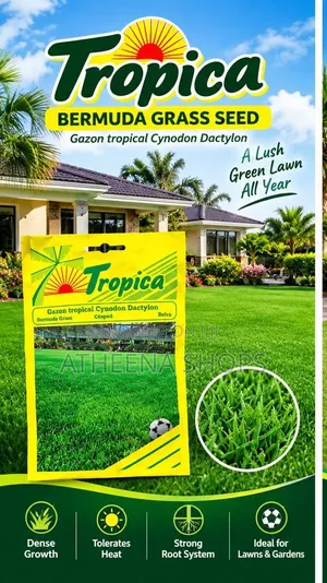 Carpet Grass Seeds (Bermuda)