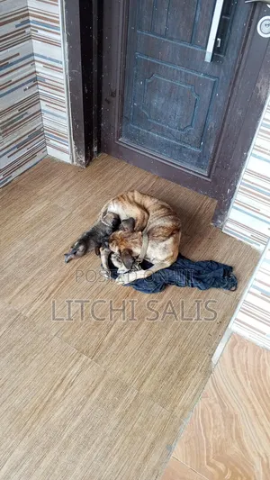 0-1 month Male Mixed Breed Boerboel