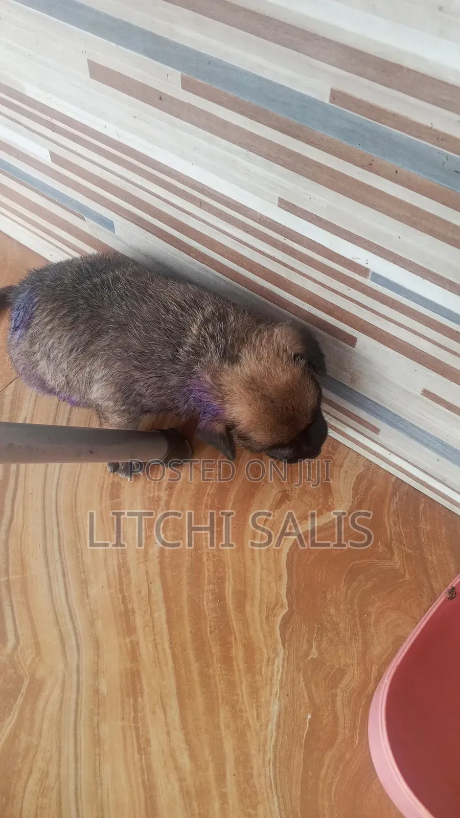 0-1 month Male Mixed Breed Boerboel