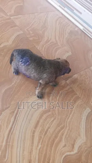 0-1 month Male Mixed Breed Boerboel