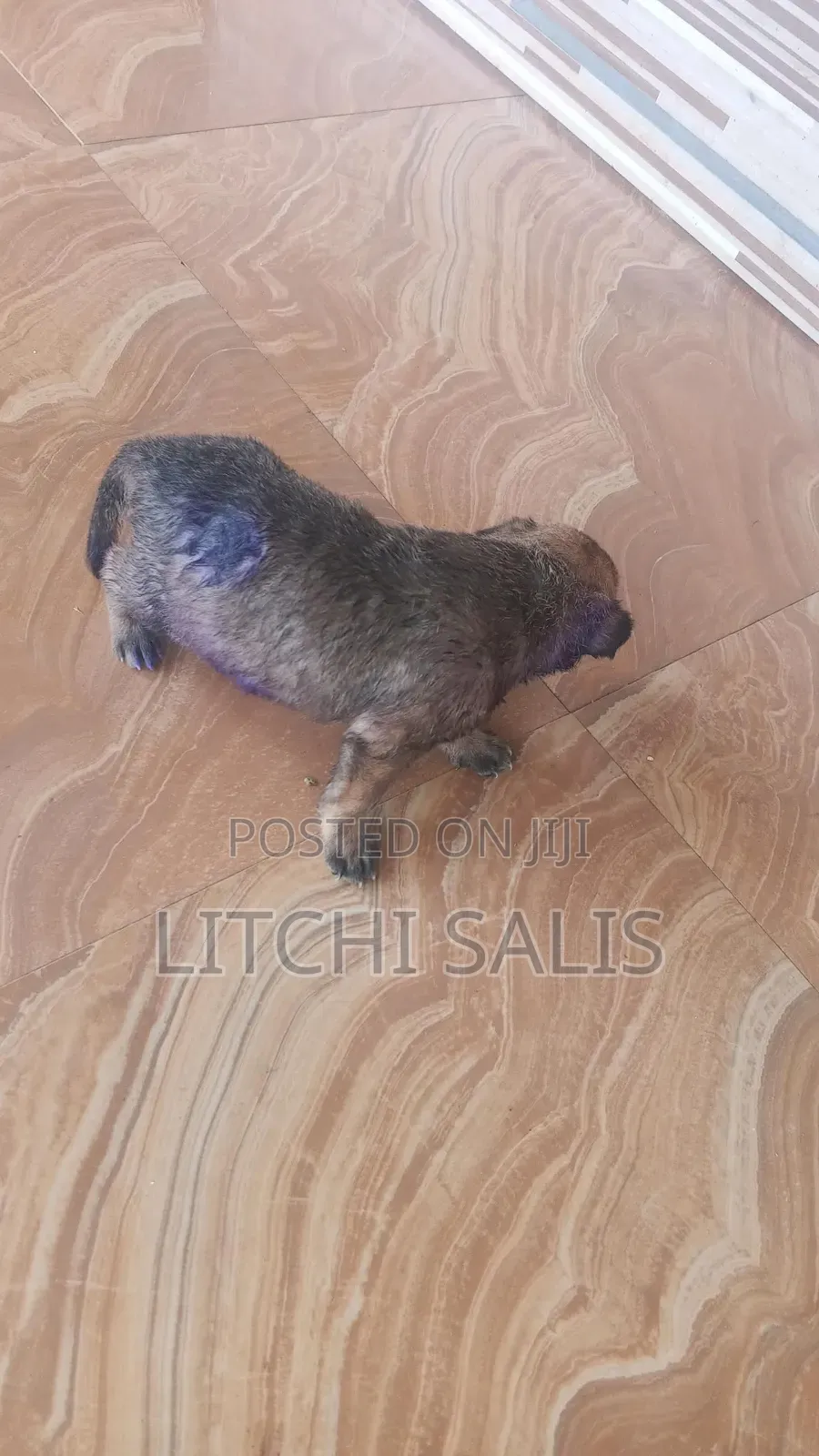 0-1 month Male Mixed Breed Boerboel