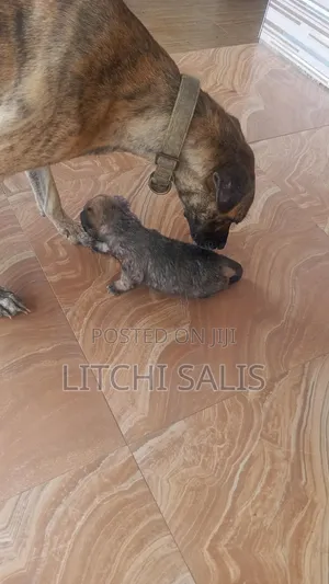 0-1 month Male Mixed Breed Boerboel