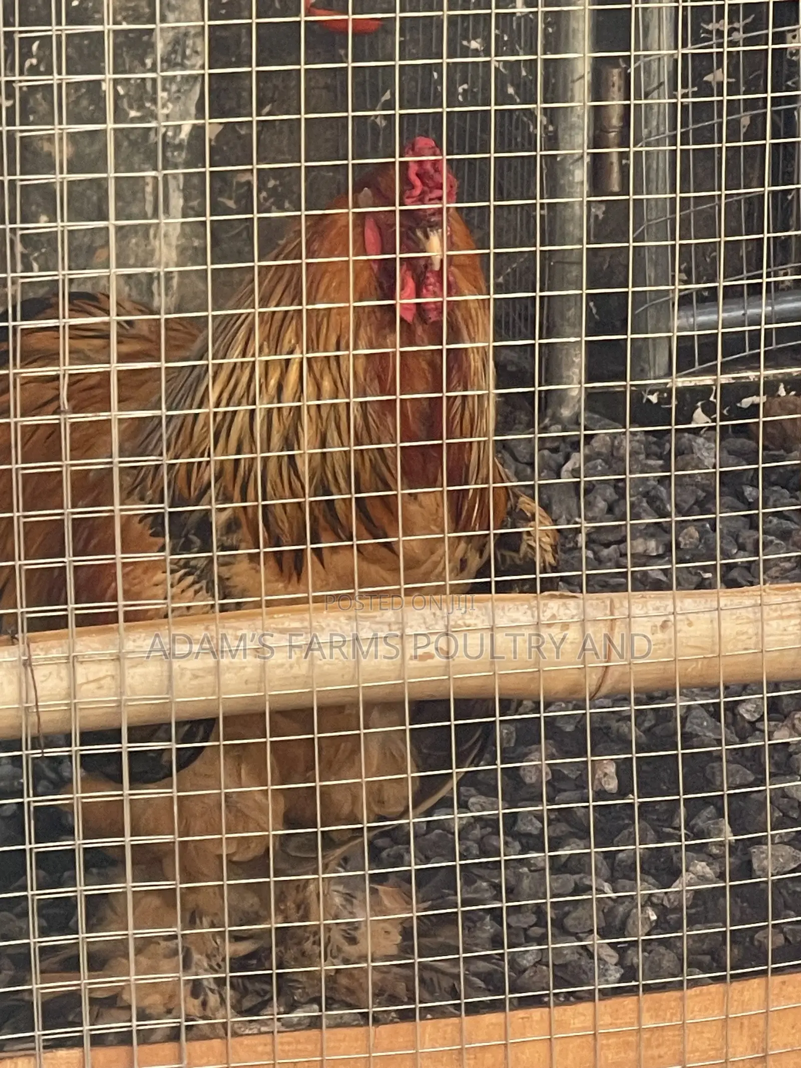 Brahma Fertile Hatching Eggs