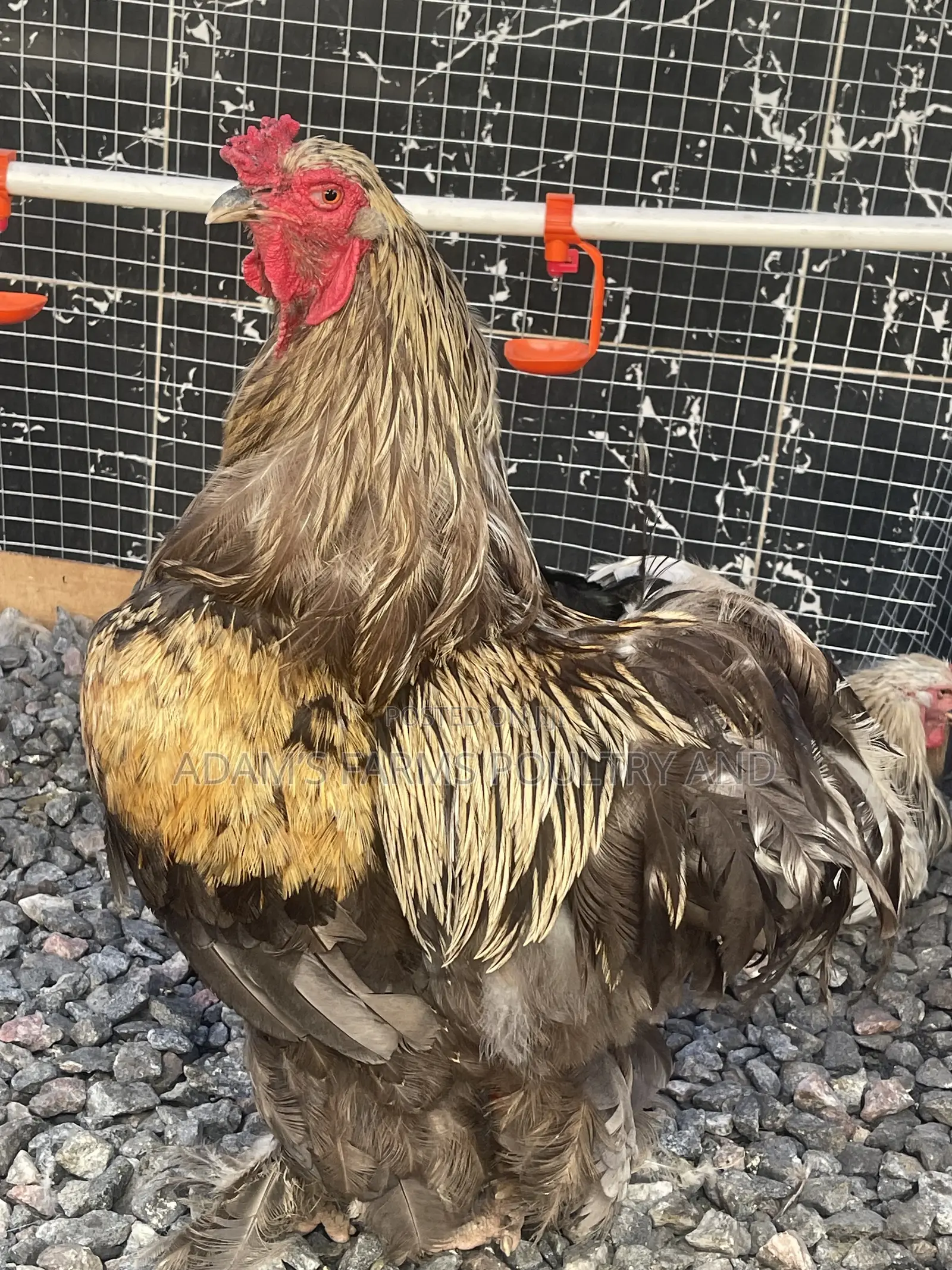 Brahma Fertile Hatching Eggs