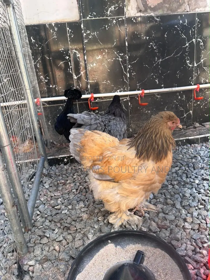 Brahma Fertile Hatching Eggs