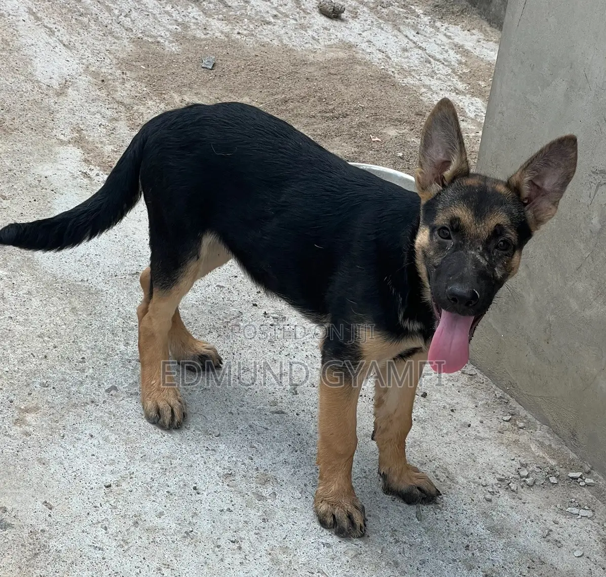 1-3 months Female Purebred German Shepherd
