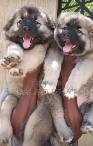 1-3 months Female Purebred Caucasian Shepherd