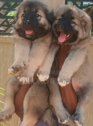 1-3 months Female Purebred Caucasian Shepherd
