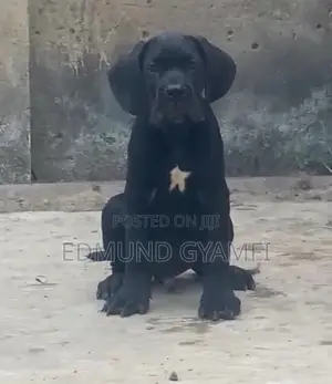 1-3 months Male Purebred Cane Corso
