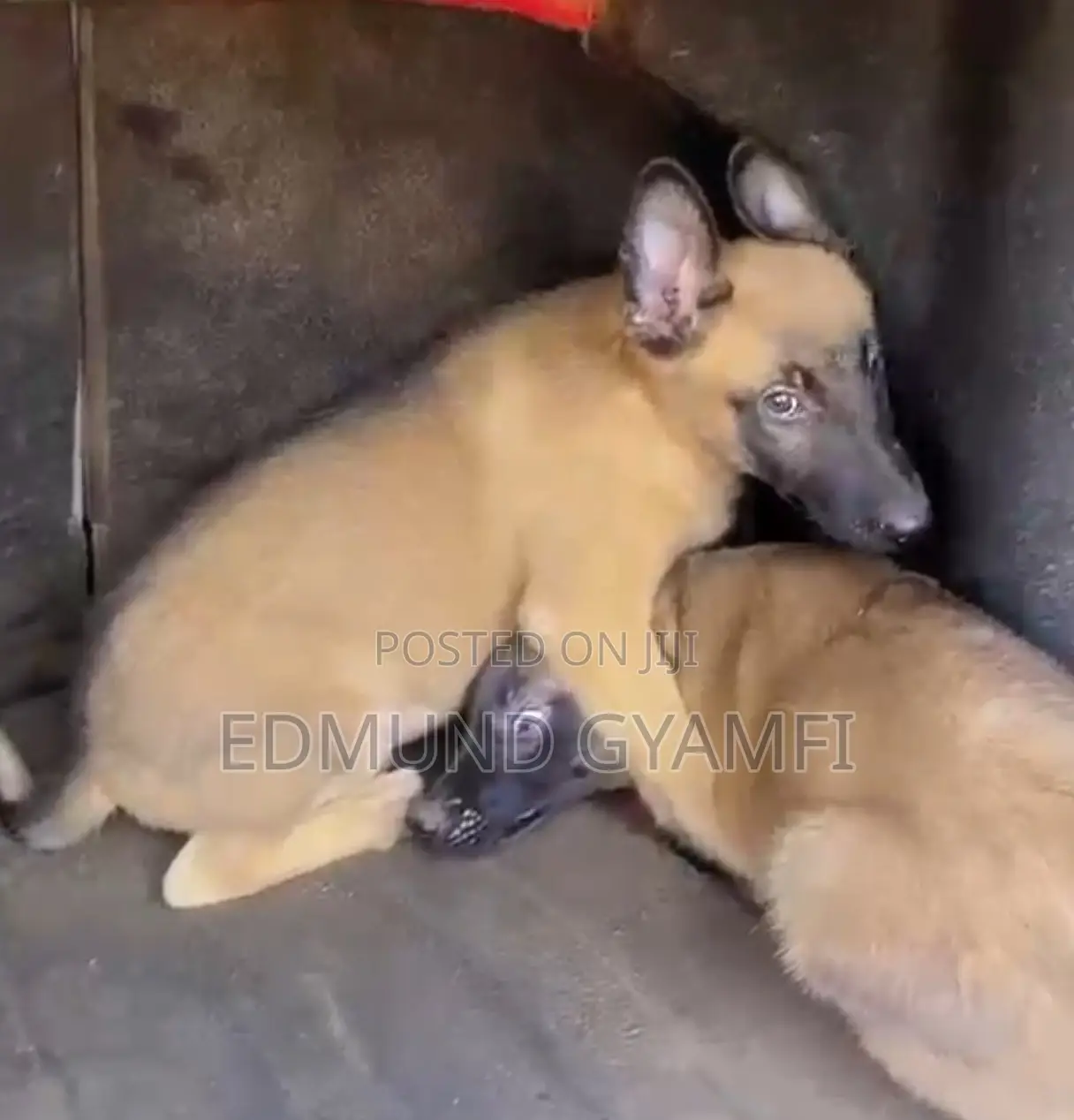 1-3 months Female Purebred Belgian Malinois