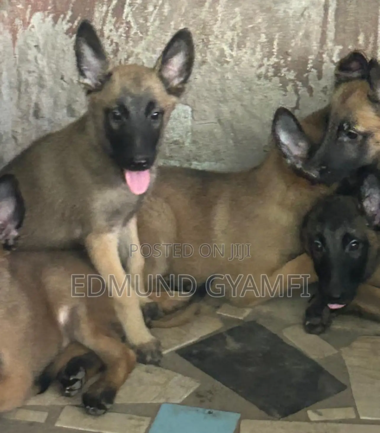 1-3 months Female Purebred Belgian Malinois
