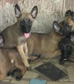 1-3 months Female Purebred Belgian Malinois