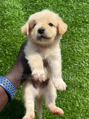 1-3 months Male Purebred Maltipoo