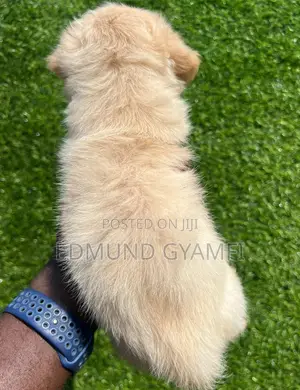 1-3 months Male Purebred Maltipoo