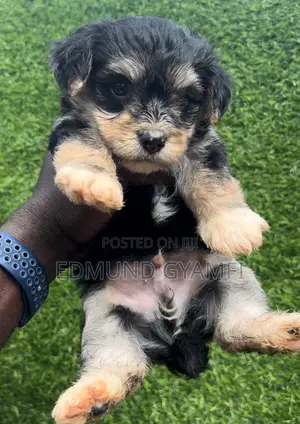 1-3 months Male Purebred Maltipoo