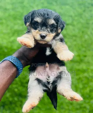 1-3 months Male Purebred Maltipoo