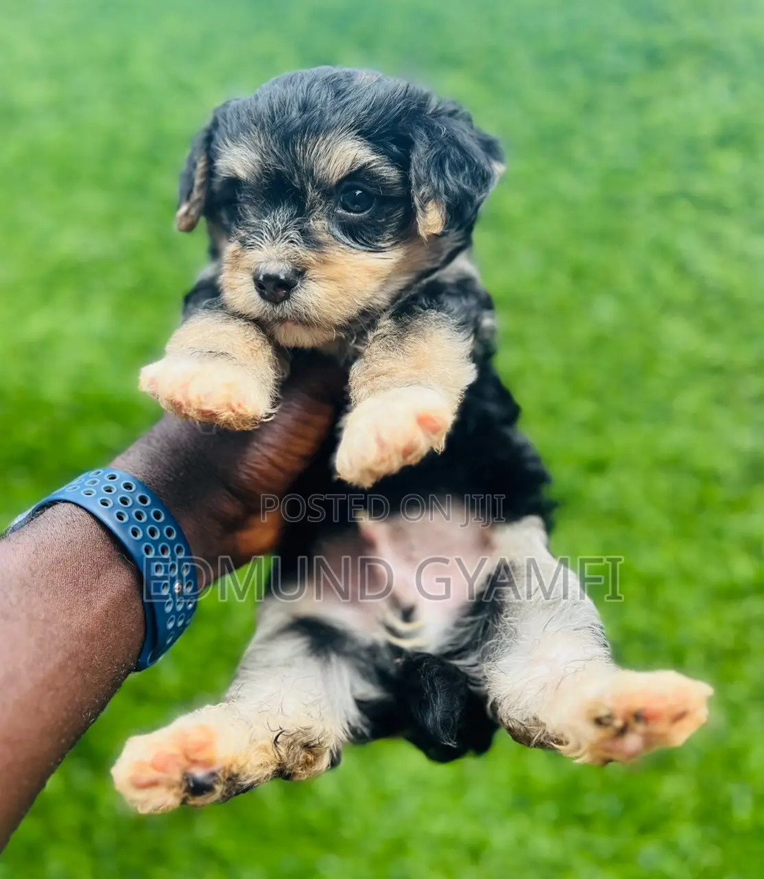 1-3 months Male Purebred Maltipoo