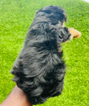 1-3 months Male Purebred Maltipoo
