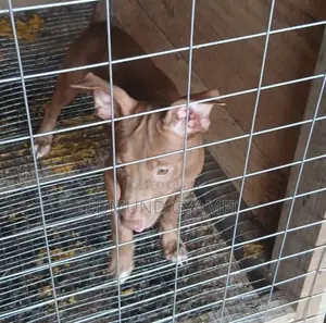 1-3 months Female Purebred American Pit Bull Terrier