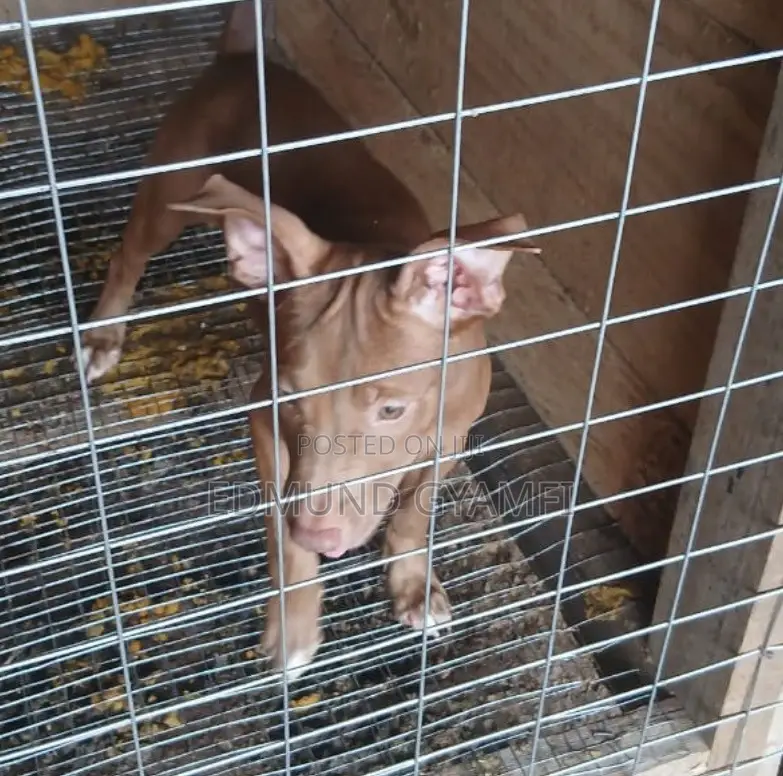 1-3 months Female Purebred American Pit Bull Terrier