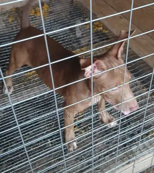 1-3 months Female Purebred American Pit Bull Terrier