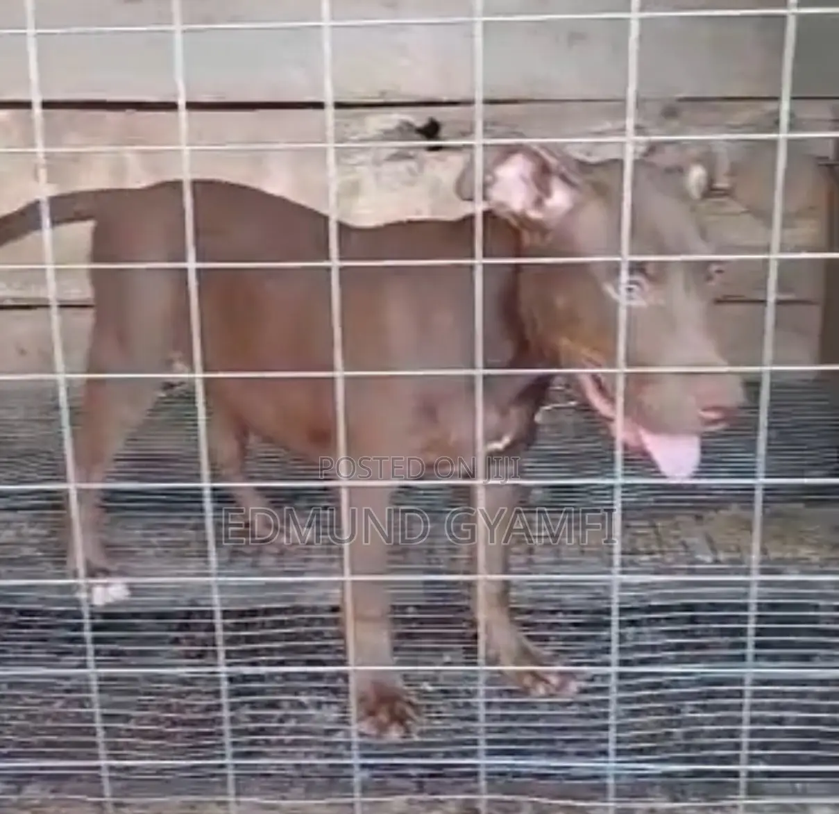 1-3 months Male Purebred American Pit Bull Terrier